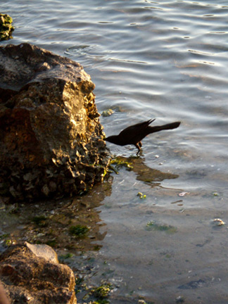 Boca Ciega Bay